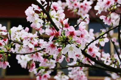 Close-up of pink cherry blossoms in spring