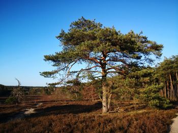 Trees on field against clear blue sky