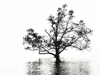 Tree by sea against clear sky