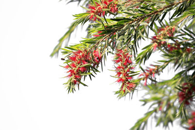 Low angle view of red berries on tree