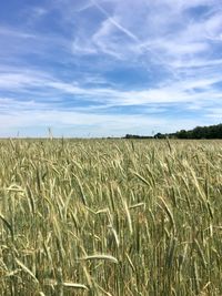 Scenic view of wheat field against sky