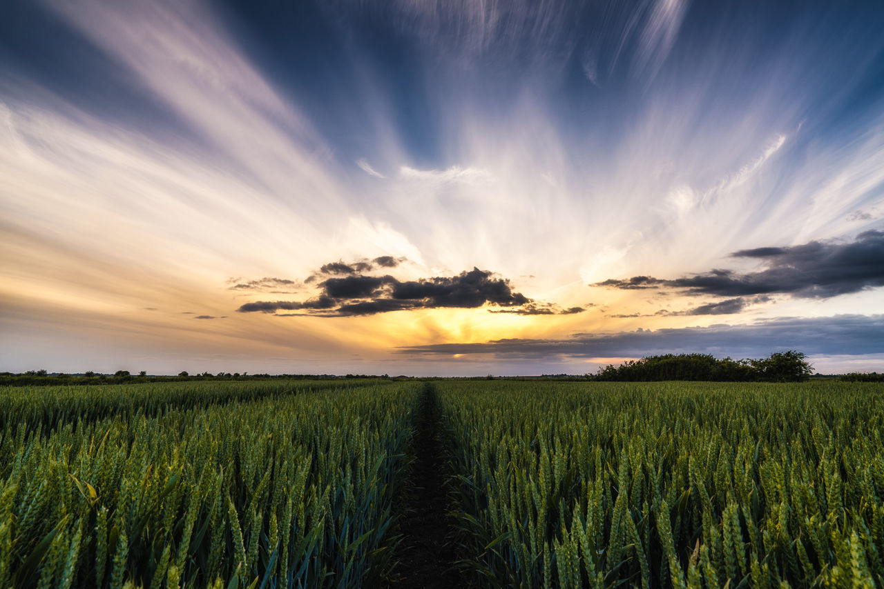 SCENIC VIEW OF FARM AGAINST SKY