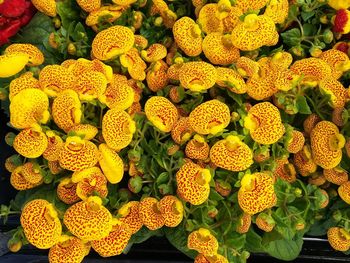 Full frame shot of yellow flowering plants