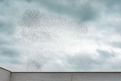 Low angle view of birds flying against sky