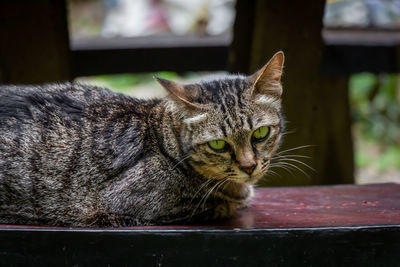 Close-up of a cat resting on table