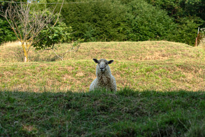 Portrait of sheep on field