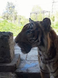 Close-up of a cat in zoo