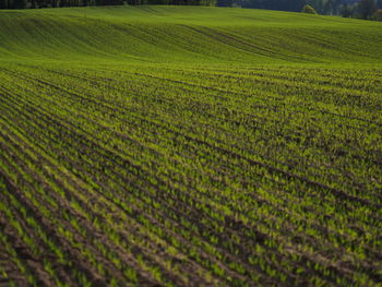 Scenic view of rice field