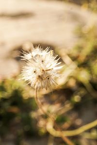 Close-up of wilted dandelion flower