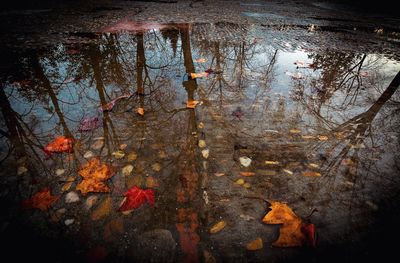 Reflection of tree in puddle