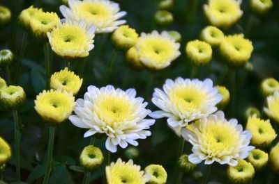 Close-up of white flowering plants