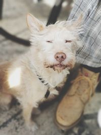 High angle portrait of dog relaxing outdoors