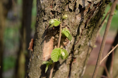 Close-up of moss on tree trunk