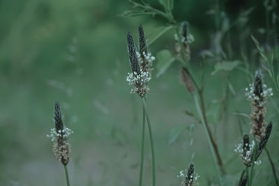 Close-up of purple flowering plant on field