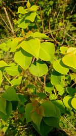 Close-up of green leaves
