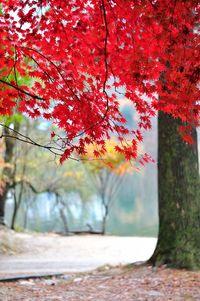 Autumn tree by road