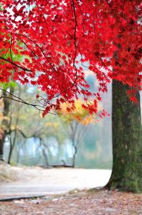 Autumn tree by road