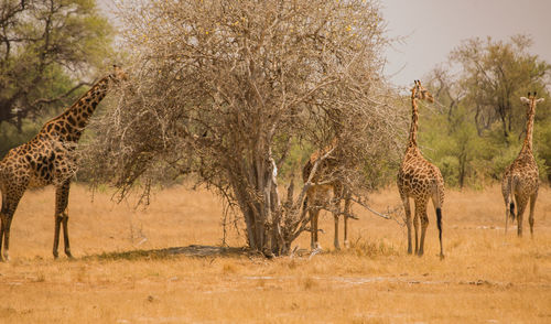 Giraffes standing by bare trees at desert