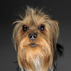 Close-up of dog against black background