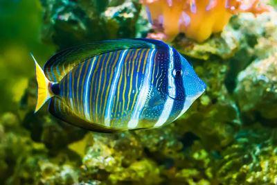 Close-up of fish swimming in sea