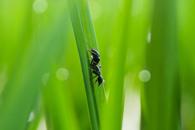 green