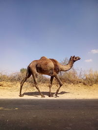 Side view of giraffe on desert against clear sky