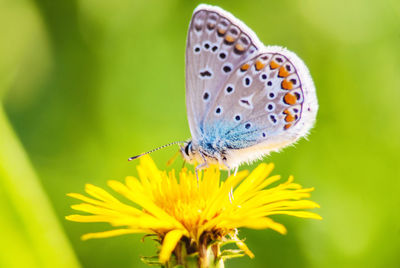 Close-up of butterfly pollinating on yellow flower