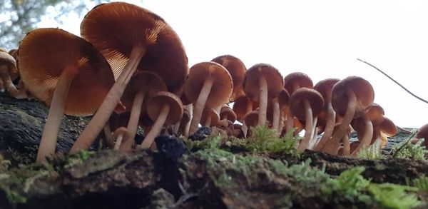 Close-up of mushrooms on field against sky