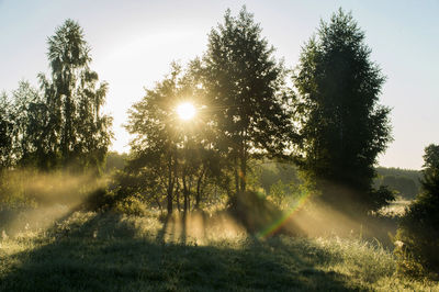 Sunlight streaming through trees on field during sunny day