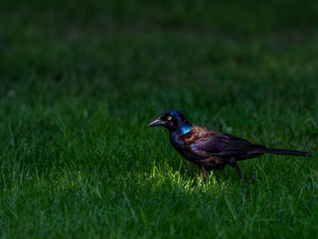 Bird perching on grass