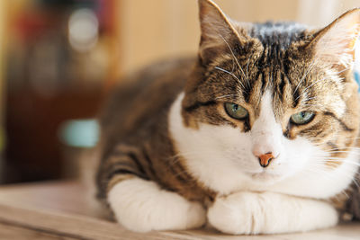 Ginger striped cat lying on window sill at home in the morning. pet relaxing enjoying coziness