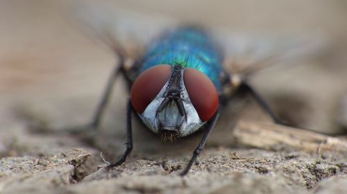 Close-up of fly