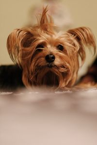 Surface level portrait of dog at home