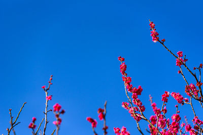 Low angle view of pink flowering plant against clear blue sky