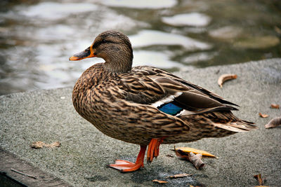 Close-up of mallard duck on lake