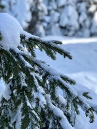 Close-up of snow covered pine tree