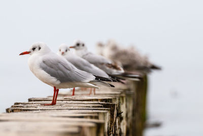 Close-up of seagull perching on wooden post