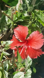 Close-up of red hibiscus flower