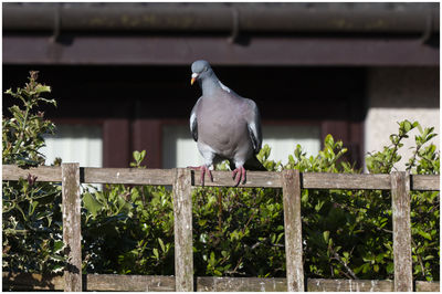 View of bird perching on wood