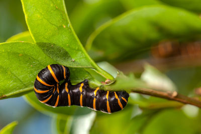 Close-up of insect on leaf