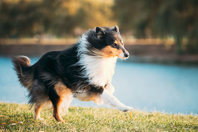 Dog running on field