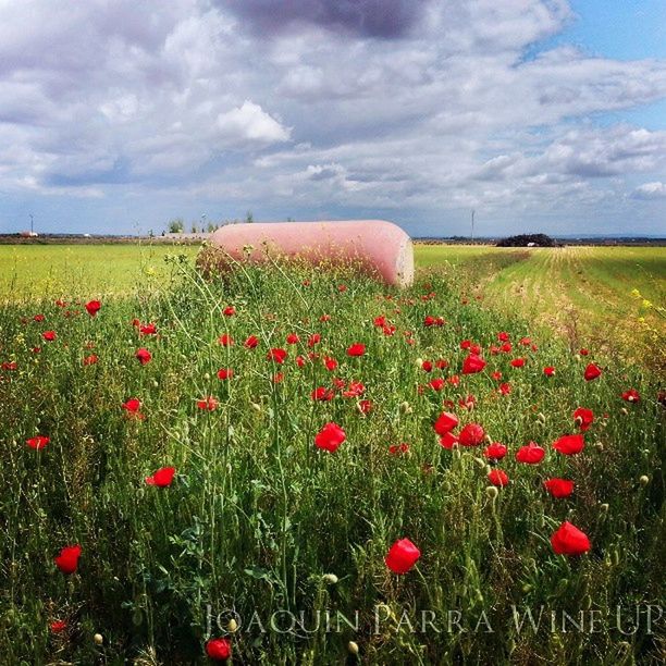 field, flower, sky, landscape, freshness, growth, rural scene, beauty in nature, agriculture, poppy, red, nature, cloud - sky, tranquil scene, grass, tranquility, plant, farm, scenics, cloud