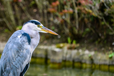 Close-up of a bird