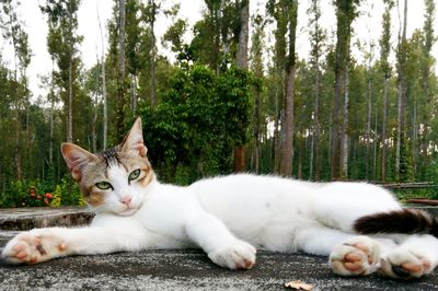 Portrait of a cat lying on land