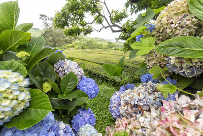 Close-up of purple flowering plants