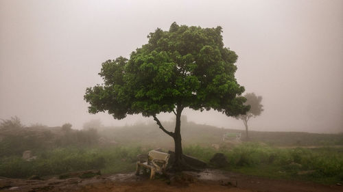 Tree on field against sky