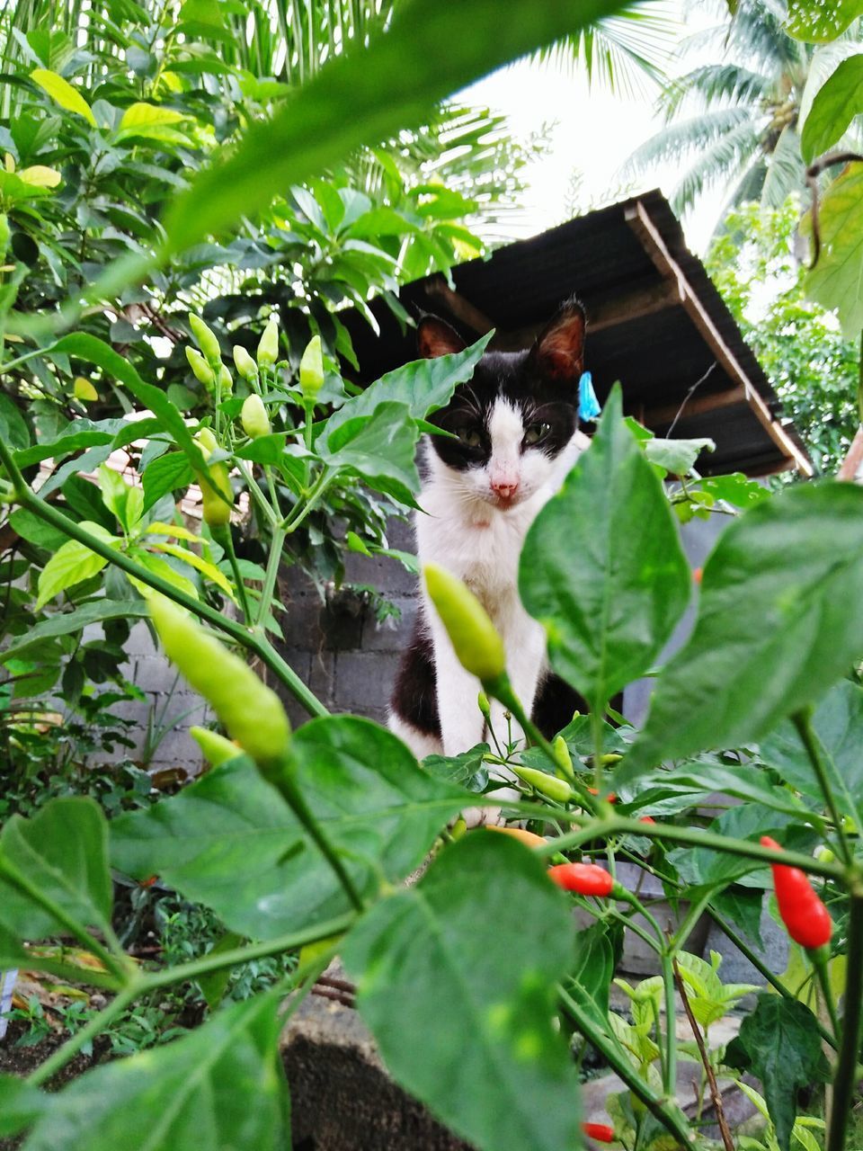 PORTRAIT OF CAT SITTING BY TREE