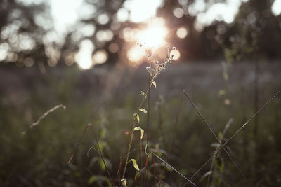 Close up dry thin wild plant illuminated by sunset beam concept photo