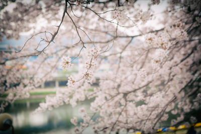 Close-up of cherry blossom tree