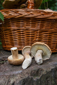 Close-up of snake on wooden log